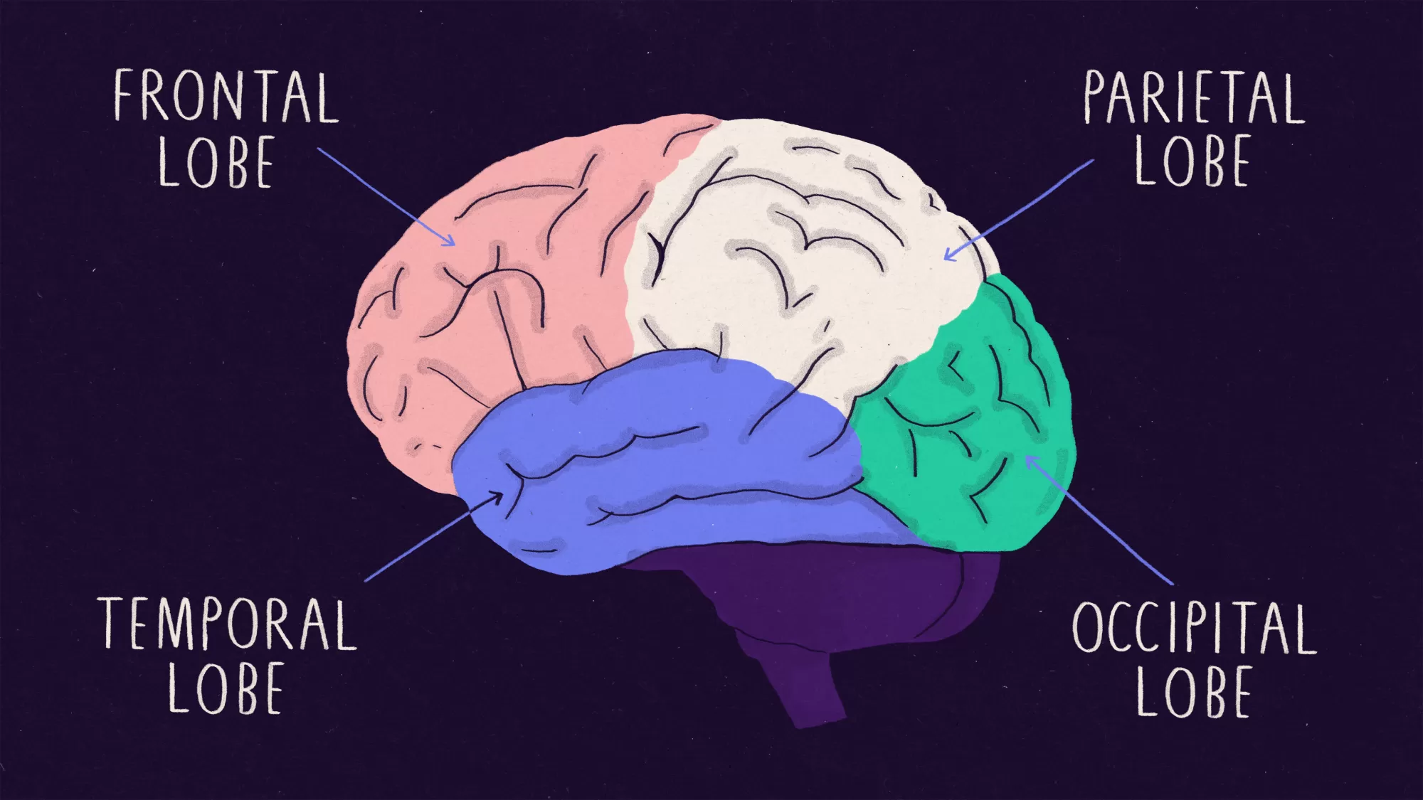 A brain with the frontal, parietal, temporal and occipital lobes labelled according to different colours. 